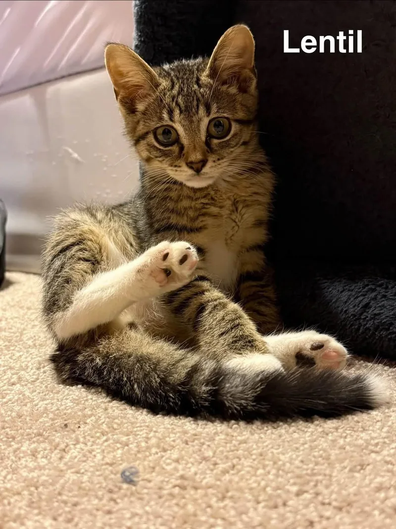 Lentil thumbnail 4