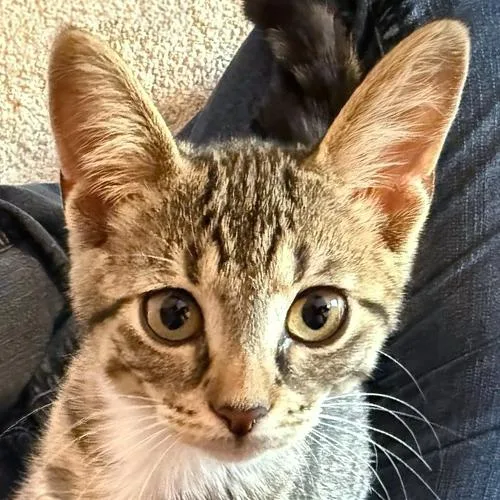 Lentil thumbnail 6