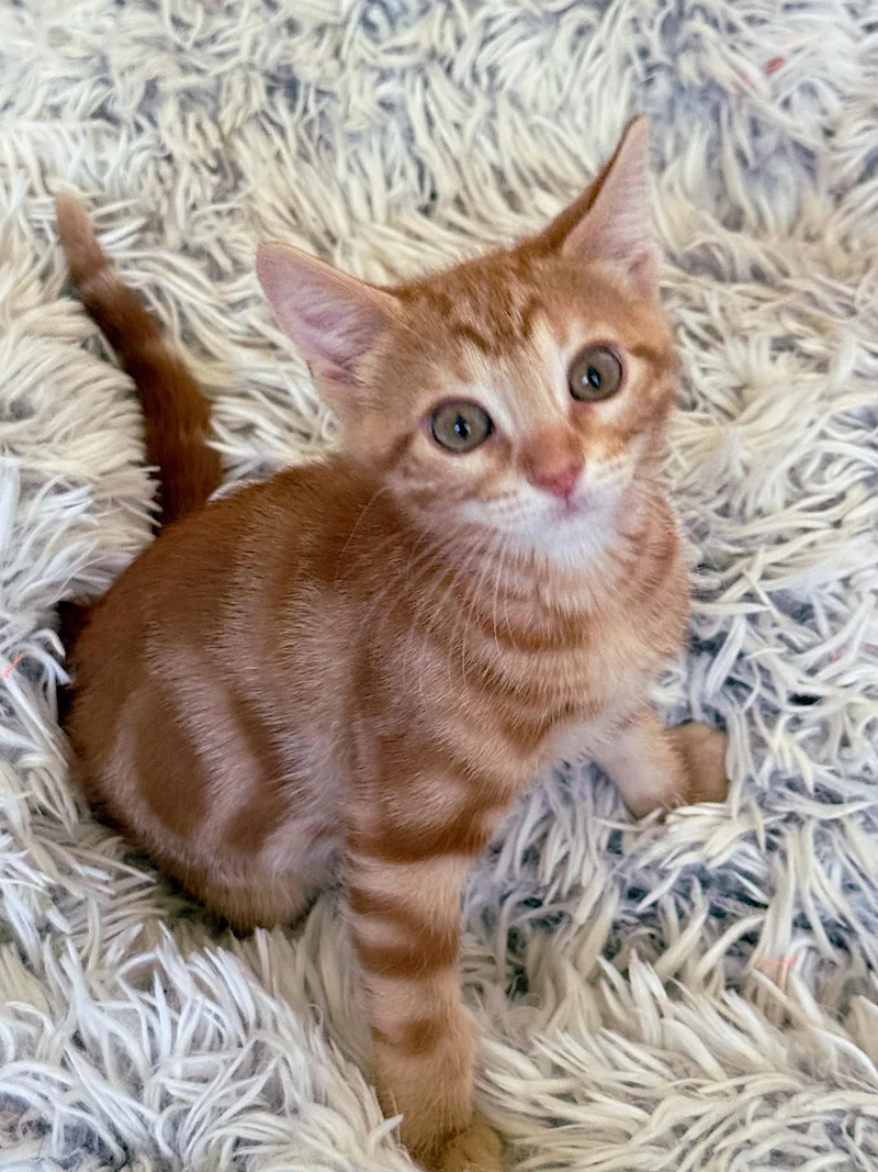 A baby medium-sized male Orange / Red Domestic Short Hair cat named Beamer for adoption in Lake Monroe, FL
