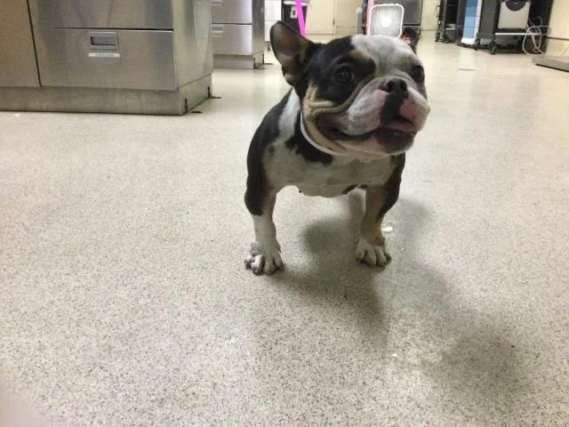An adult small-sized female American Bulldog dog named Marry for adoption in Riverside, CA