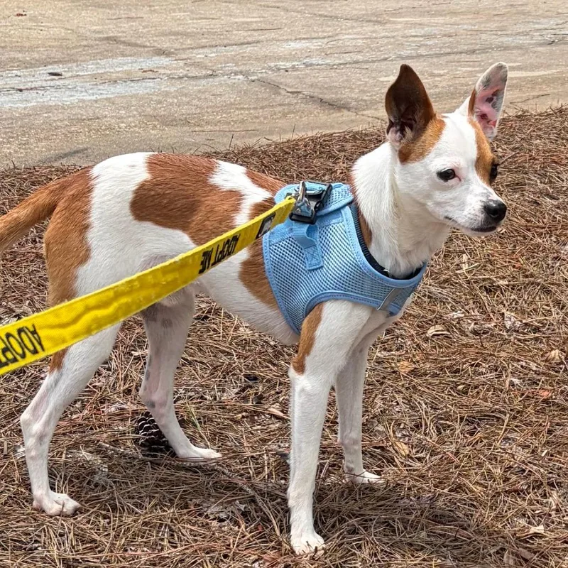 An adult small-sized male White / Cream Mixed Breed dog named Quincy for adoption in Greensboro, GA