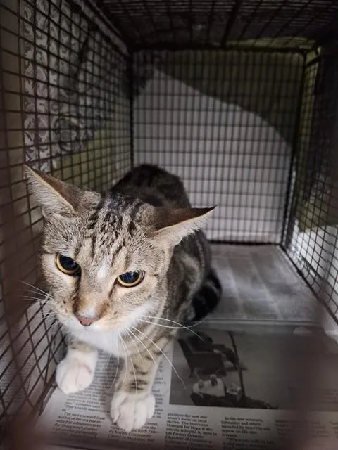 A young large-sized female Domestic Short Hair cat named Monopoly for adoption in Fort Lauderdale, FL