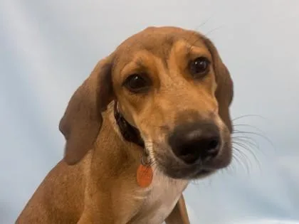 A baby large-sized male Hound dog named Varney for adoption in Golden Valley, MN