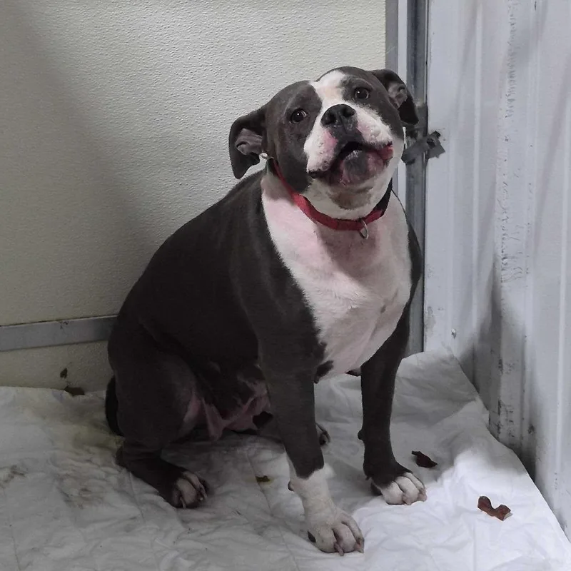 An adult small-sized female Gray / Blue / Silver Mixed Breed dog named Pisces for adoption in Davenport, IA