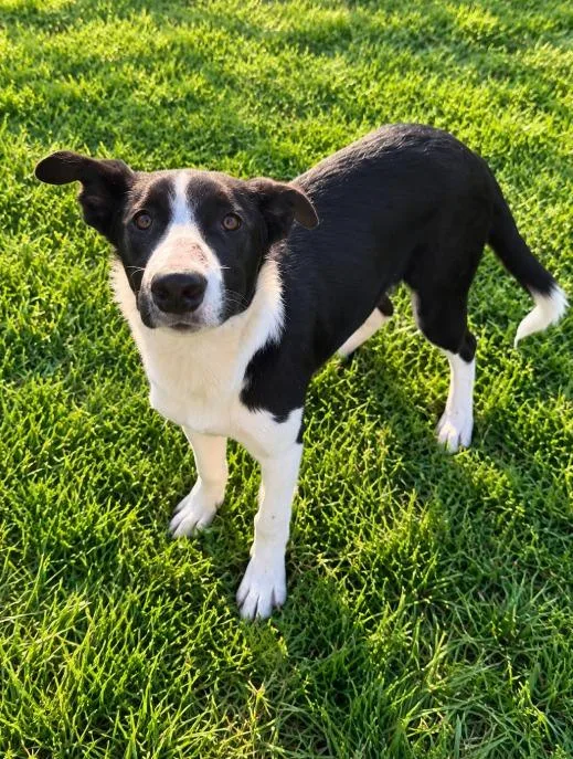 A young medium-sized male Border Collie dog named Socks for adoption in Lagrange, IN