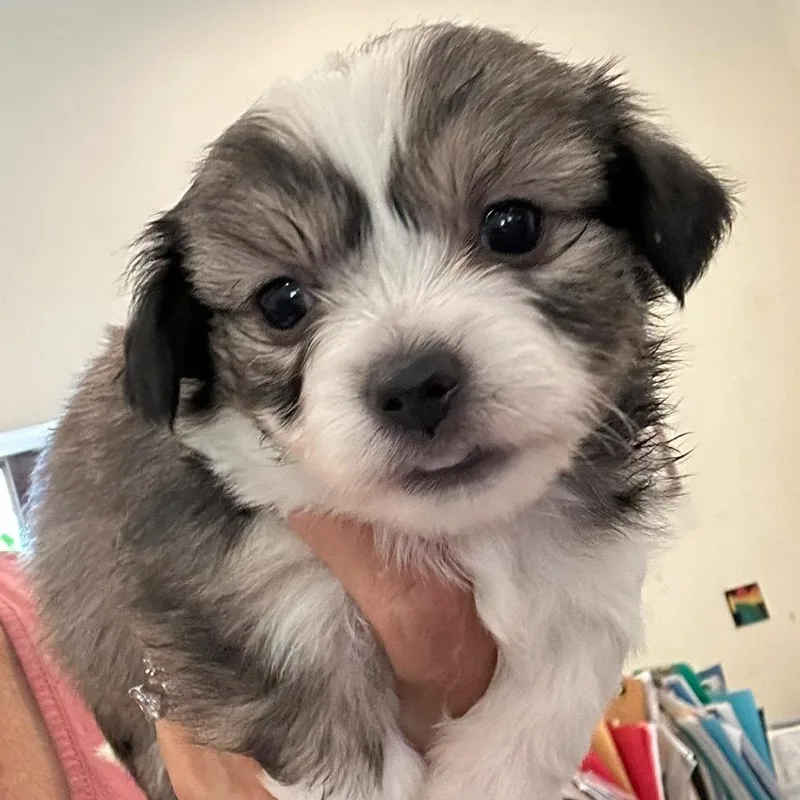 A baby small-sized female Gray / Blue / Silver Shih Tzu dog named Shih Tzu Terrier Mix for adoption in Agua Dulce, CA