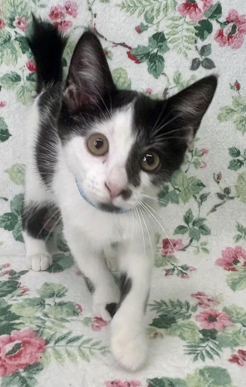 A baby medium-sized male Black & White / Tuxedo Domestic Short Hair cat named Billy Goat for adoption in Wetumpka, AL