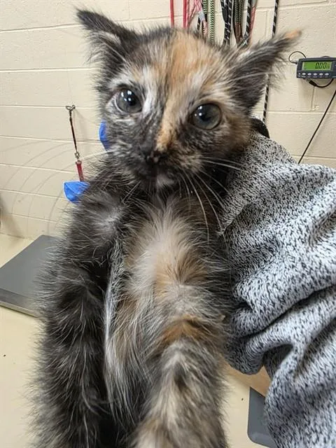 A baby small-sized female Domestic Short Hair cat named Sybil for adoption in Aliquippa, PA
