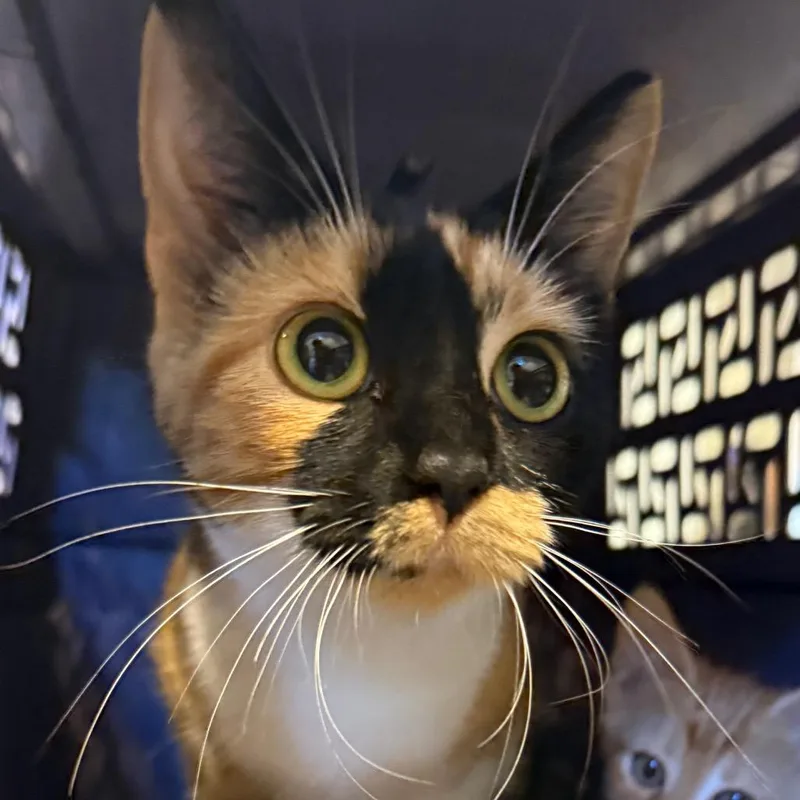 An adult medium-sized female Calico Domestic Short Hair cat named Orchid for adoption in Charlottesville, VA