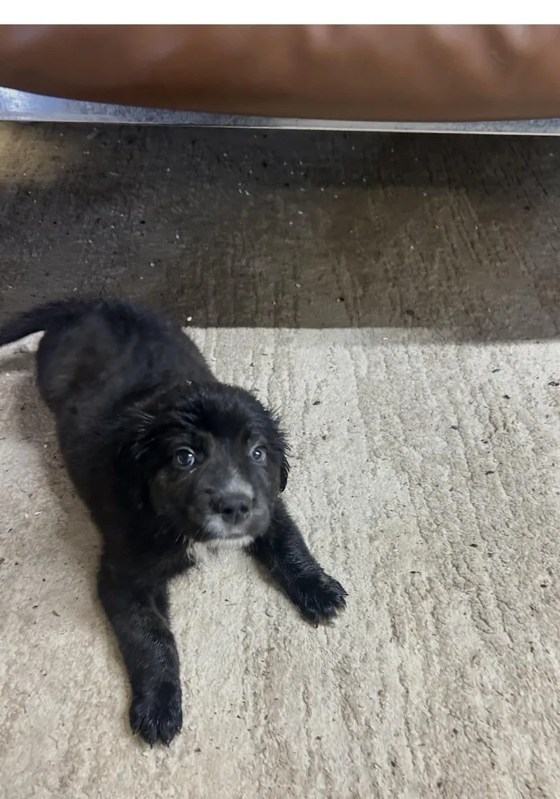 A baby medium-sized male Brindle Labrador Retriever dog named The Three Amigos for adoption in Muskogee, OK