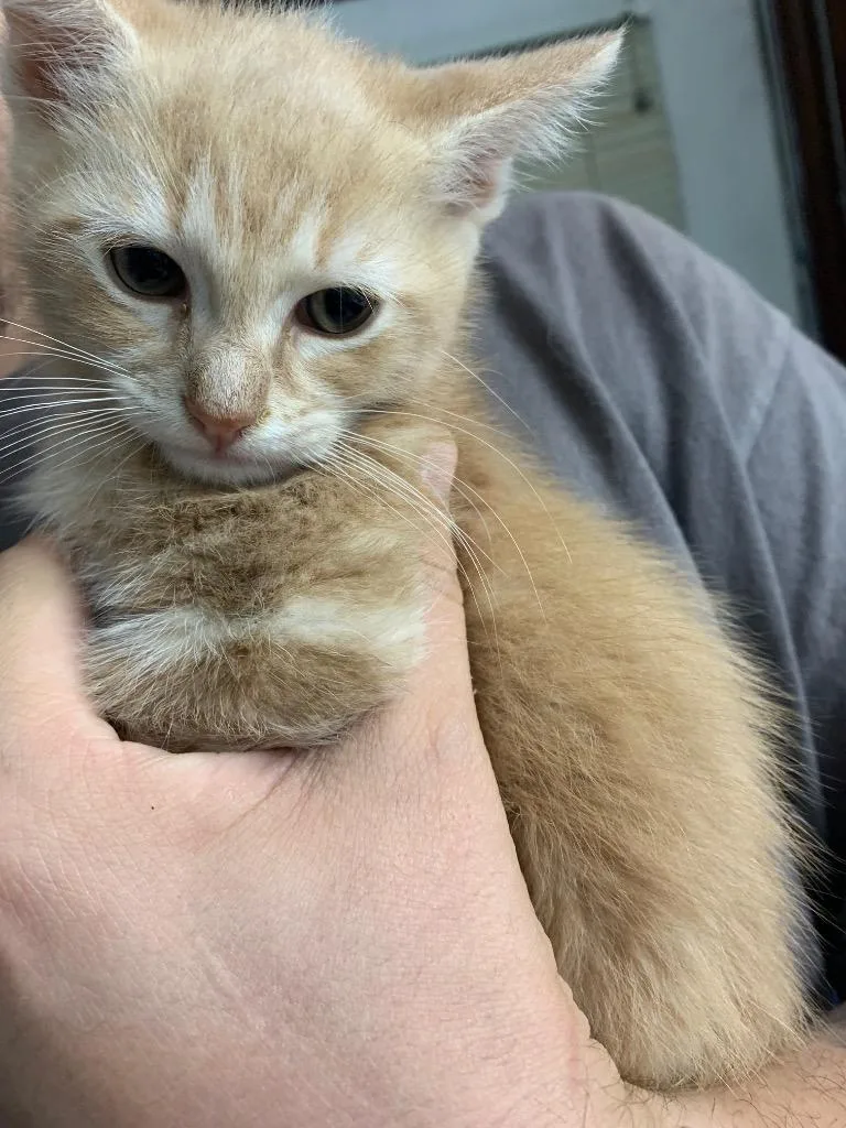 A baby medium-sized male Domestic Short Hair cat named Kitsune for adoption in Douglasville, GA