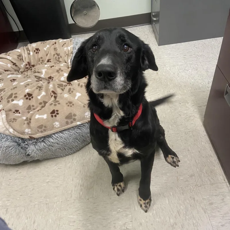 A senior medium-sized male Black Labrador Retriever dog named Tiller for adoption in Binghamton, NY