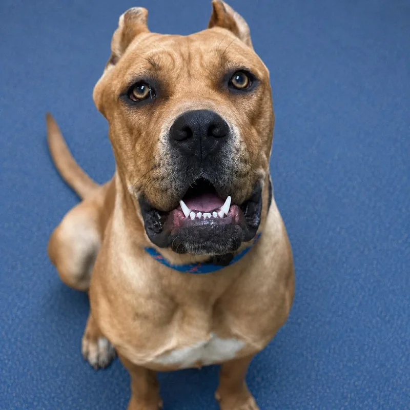 An adult large-sized female Yellow / Tan / Blond / Fawn Cane Corso dog named Hazel for adoption in Riverside, CA