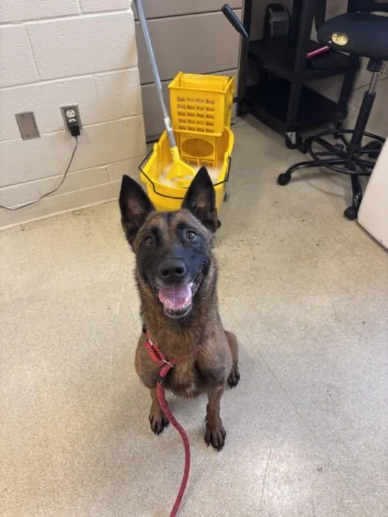 An adult medium-sized female Belgian Shepherd / Malinois dog named Hachi for adoption in Hagerstown, MD