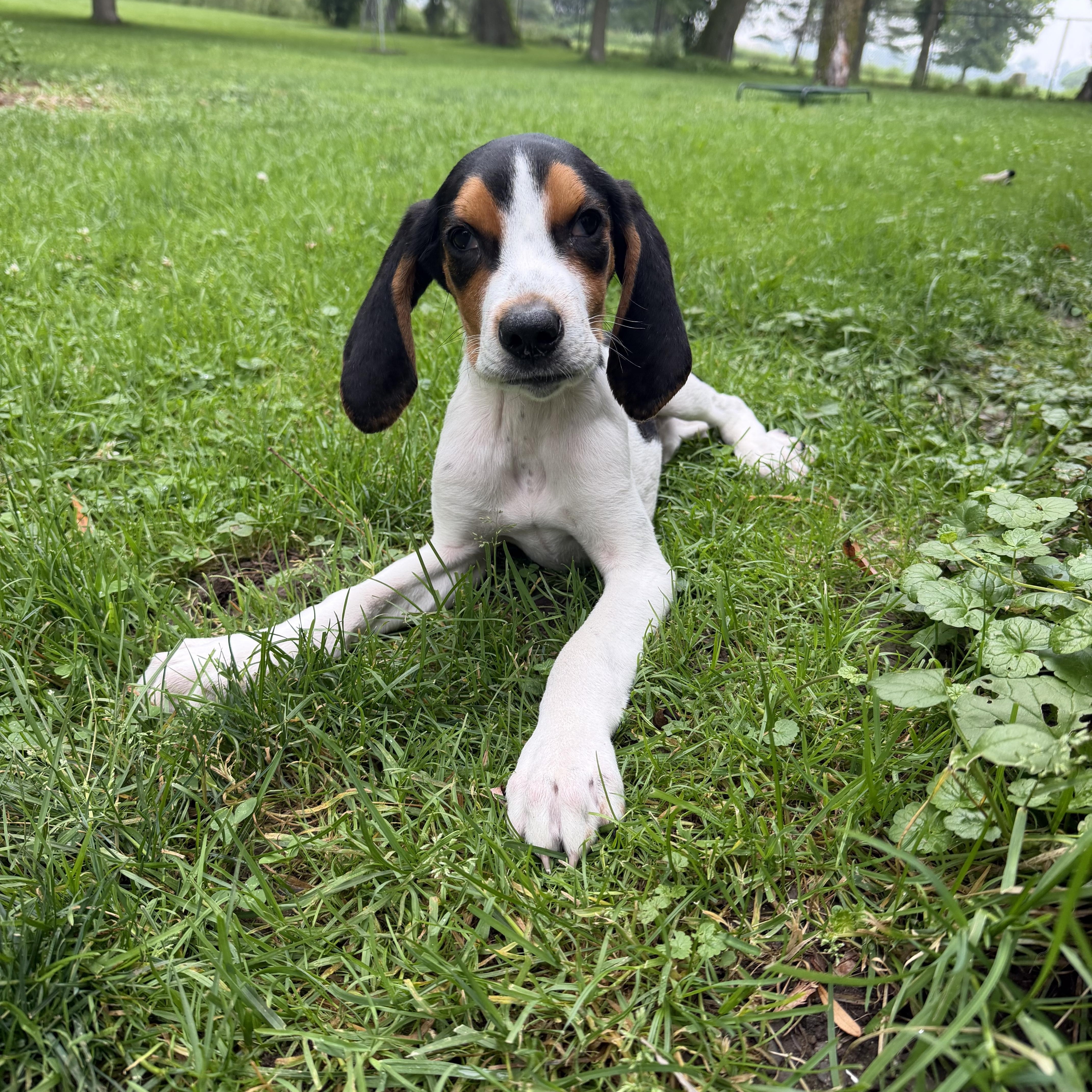 A baby medium-sized male Tricolor (Brown, Black, & White) Treeing Walker Coonhound dog named Boone for adoption in Rochester, NY