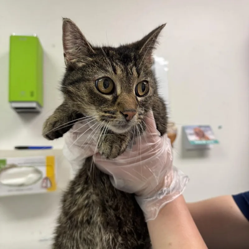 An adult medium-sized female Gray / Blue / Silver Domestic Short Hair cat named Sandra for adoption in Charleston, WV