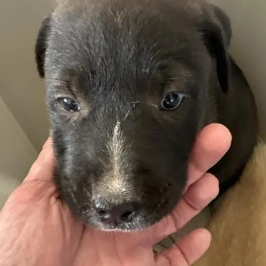 A baby small-sized female Black Terrier dog named Iris for adoption in Marshall, TX