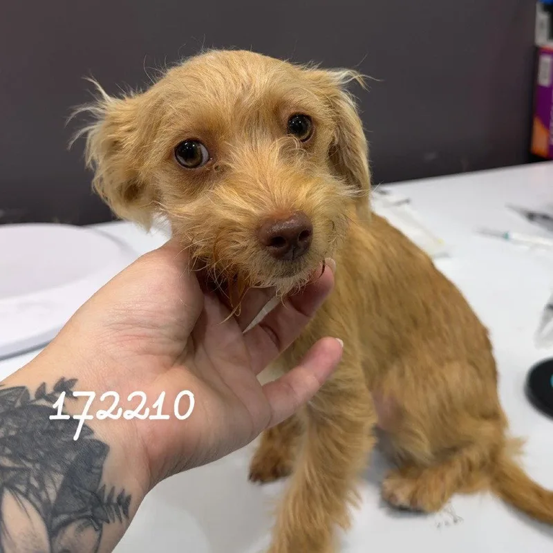 A young small-sized male Dachshund dog named Bingo for adoption in Chico, CA