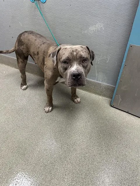 A young extra large-sized male American Bulldog dog named Murray for adoption in Las Vegas, NV