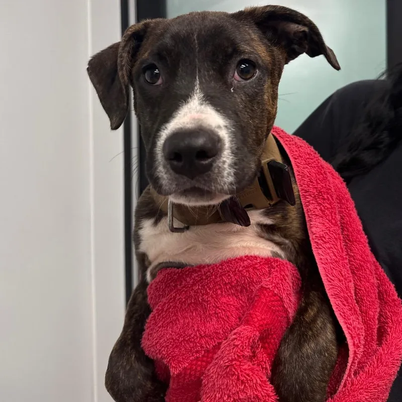 A baby medium-sized female Brindle Terrier dog named Miya for adoption in Abilene, TX