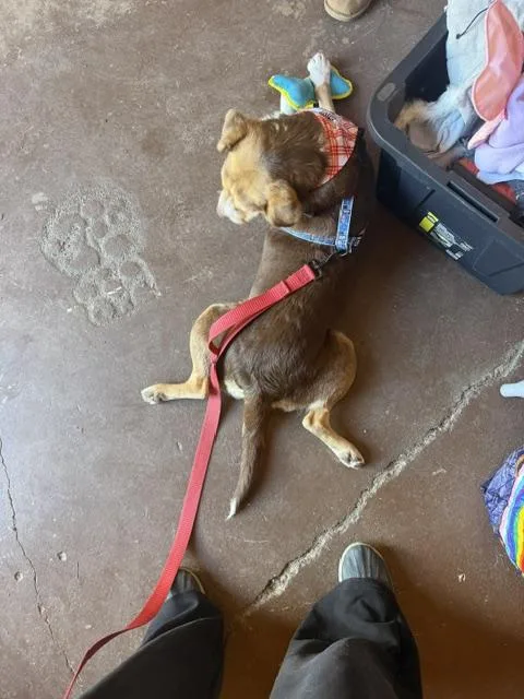 A young medium-sized male Terrier dog named Hansel for adoption in Brunswick, ME