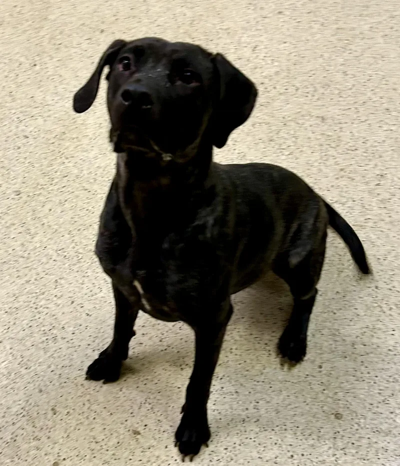 A young medium-sized female Terrier dog named Matilda for adoption in Muncie, IN