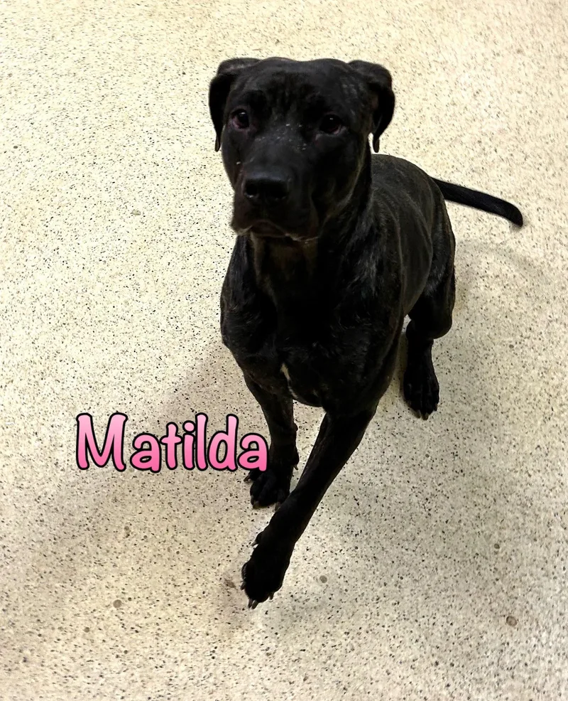 Matilda thumbnail 4