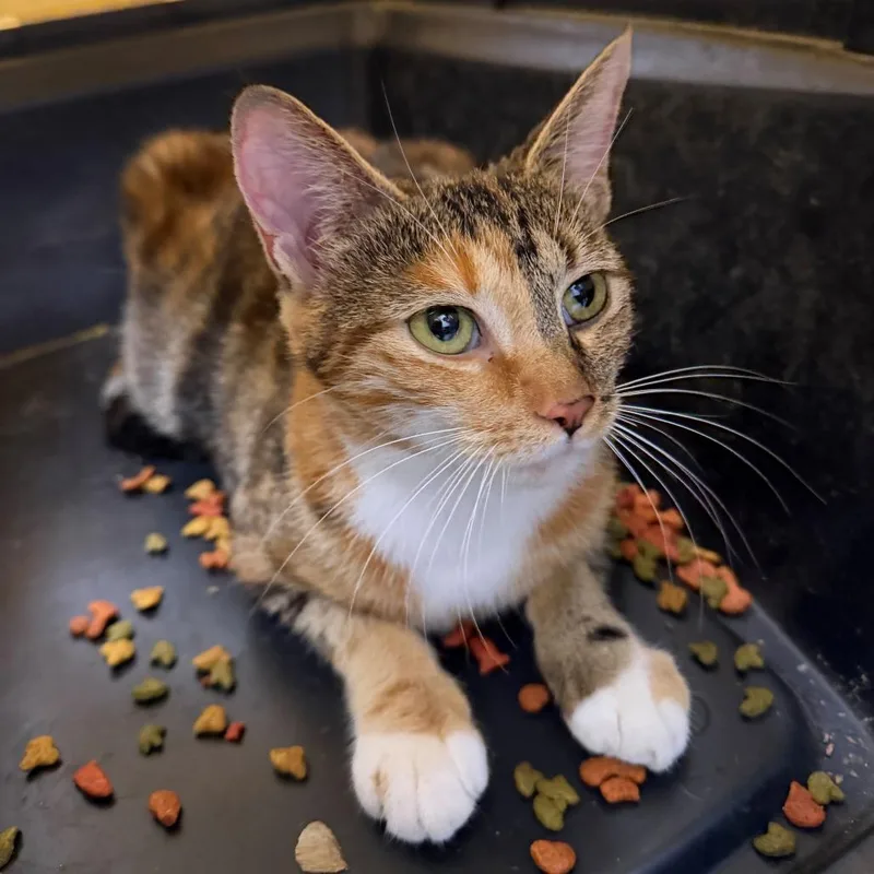 A young medium-sized female Torbie Domestic Short Hair cat named Josie for adoption in Hampton Bays, NY
