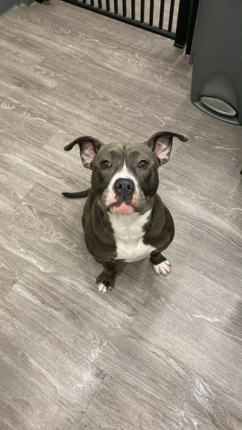A young medium-sized female Pit Bull Terrier dog named Baylee for adoption in New Baltimore, MI