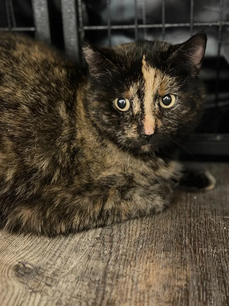 An adult medium-sized female Domestic Short Hair cat named Laverne for adoption in Algona, IA