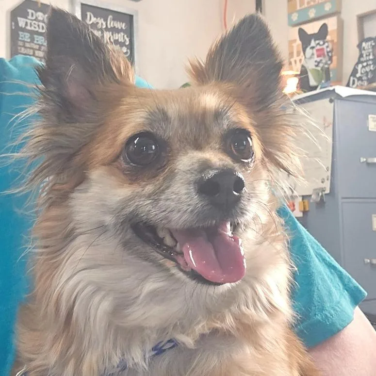 An adult small-sized female Red / Chestnut / Orange Chihuahua dog named Delta Dawn for adoption in Flower Mound, TX