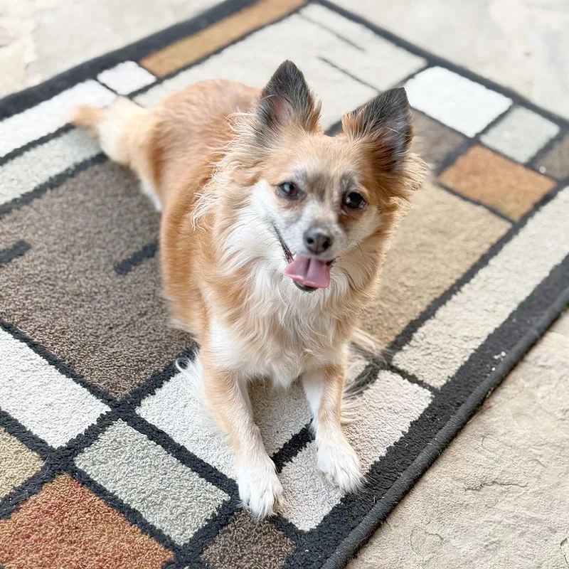 Delta Dawn thumbnail 2