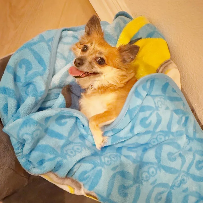 Delta Dawn thumbnail 3