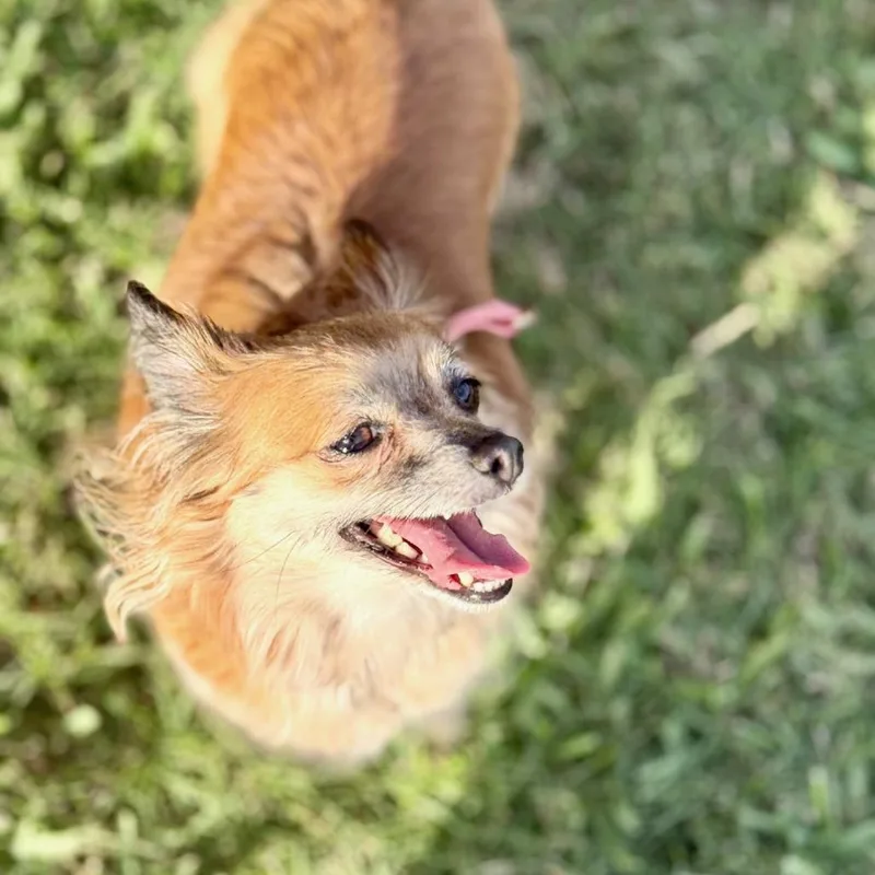 Delta Dawn thumbnail 5