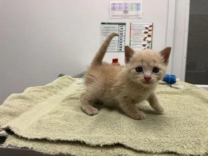 A baby small-sized male Buff / Tan / Fawn Domestic Short Hair cat named Ginger for adoption in Kansas City, MO