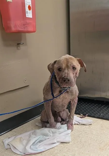 An adult medium-sized male Pit Bull Terrier dog named Slim for adoption in Conroe, TX