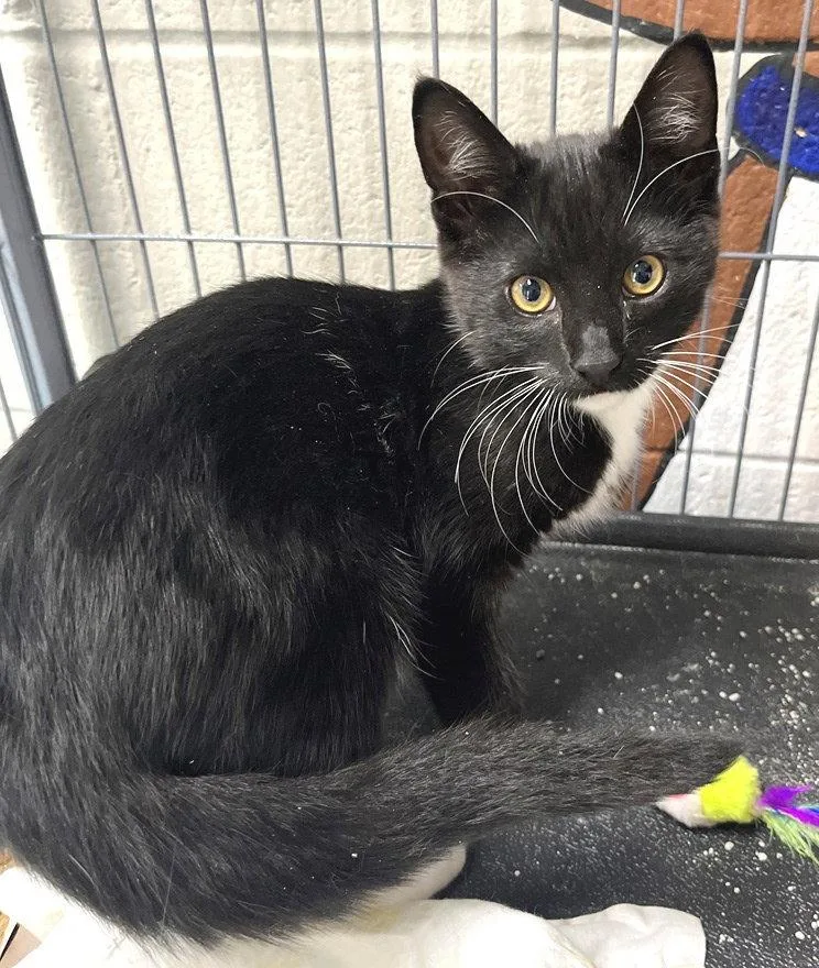 A baby medium-sized male Tuxedo cat named Leo for adoption in Carrollton, GA