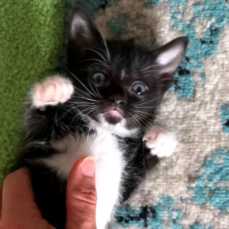A baby small-sized male Black Domestic Short Hair cat named James Potter for adoption in Brownsboro, AL