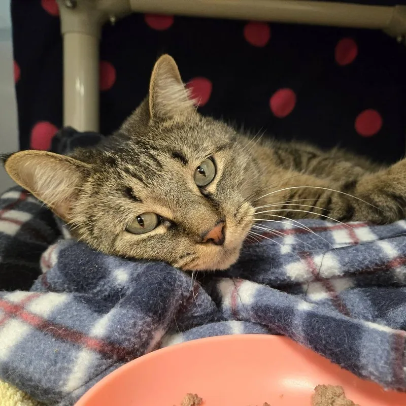 An adult large-sized male Brown / Chocolate Domestic Short Hair cat named Stormy for adoption in Grand Rapids, MI