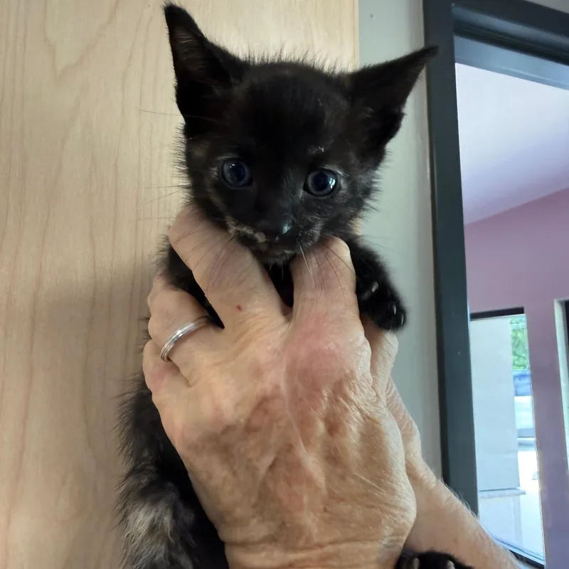 A baby small-sized female Black Domestic Short Hair cat named Tortellini for adoption in Ponca City, OK