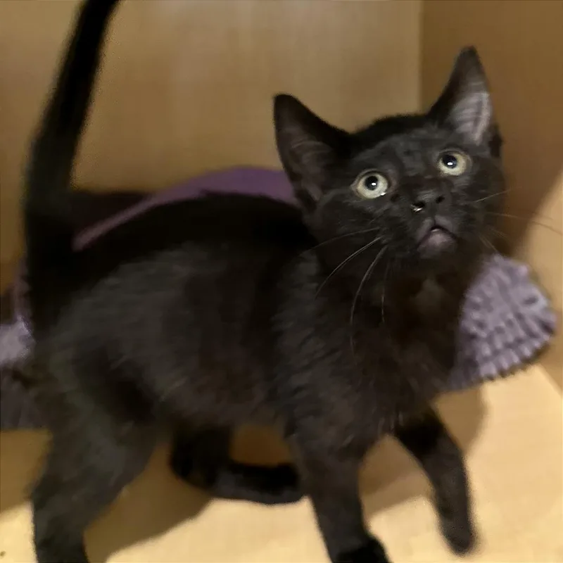 A baby small-sized female Black Domestic Short Hair cat named Temu Panther for adoption in Washington Township, OH
