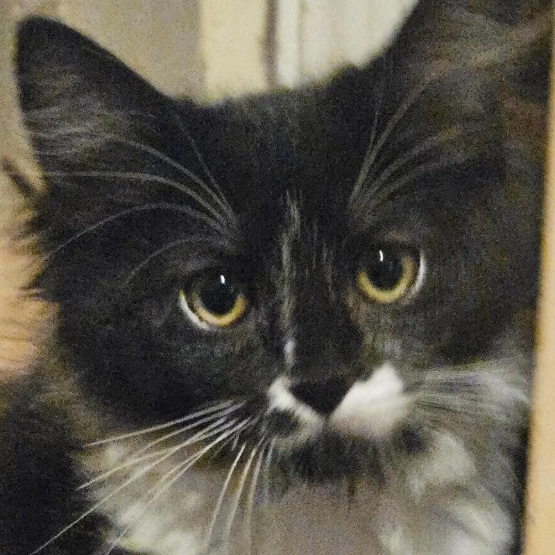 A baby small-sized female Black Domestic Short Hair cat named River for adoption in Los Angeles, CA
