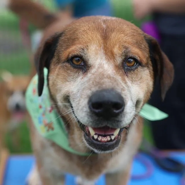 An adult large-sized female Labrador Retriever dog named Maui for adoption in San Antonio, TX