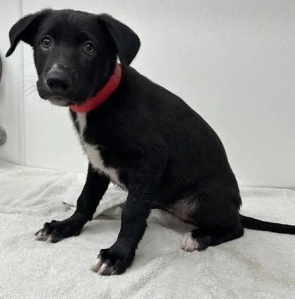 A young large-sized female Labrador Retriever dog named Wanda for adoption in Phoenix, AZ