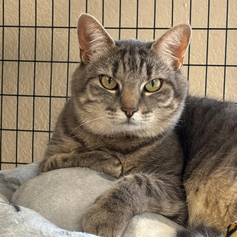 An adult large-sized female Gray / Blue / Silver Domestic Short Hair cat named Meow Meow for adoption in Medford, OR
