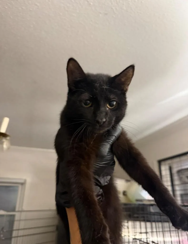 A young large-sized male Domestic Short Hair cat named Vermithor for adoption in warrenville, SC