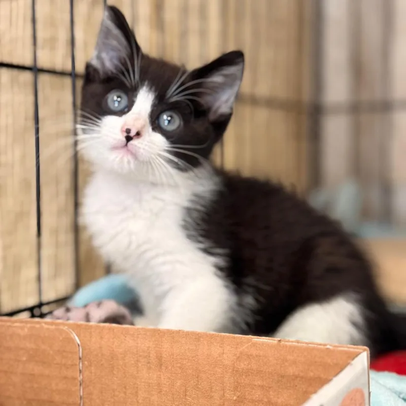 A baby small-sized male Domestic Short Hair cat named Raisin for adoption in Cumming, GA