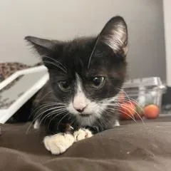 A baby small-sized male Black Domestic Short Hair cat named Pashmina for adoption in Austin, TX
