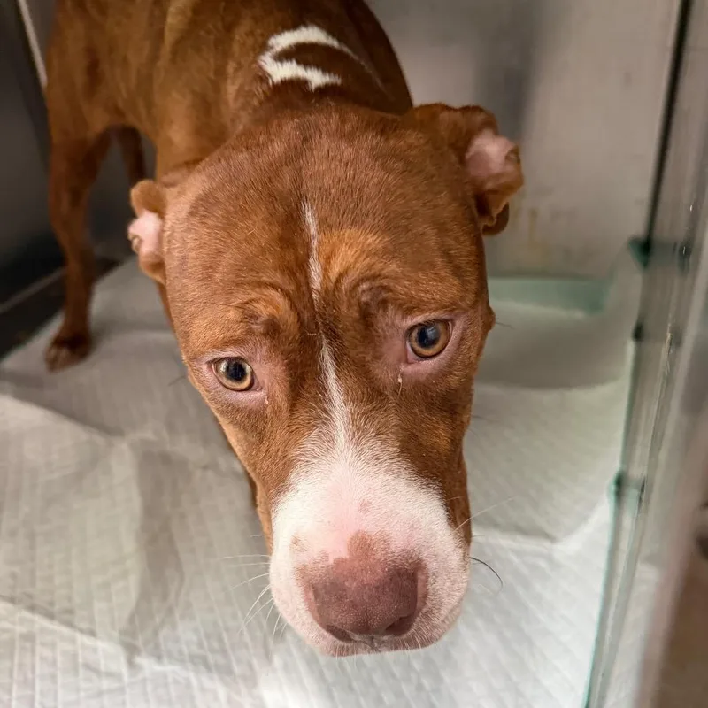 A young small-sized female Brown / Chocolate Pit Bull Terrier dog named Diva for adoption in West Chester, PA