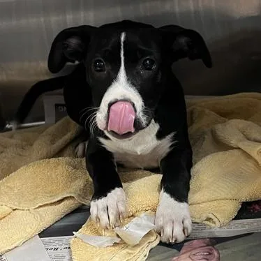 A baby small-sized female Black Boxer dog named Patch for adoption in Hattiesburg, MS
